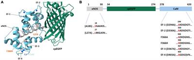 Development and characterization of novel jGCaMP8f calcium sensor variants with improved kinetics and fluorescence response range